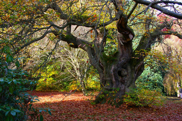 Autumn Tree