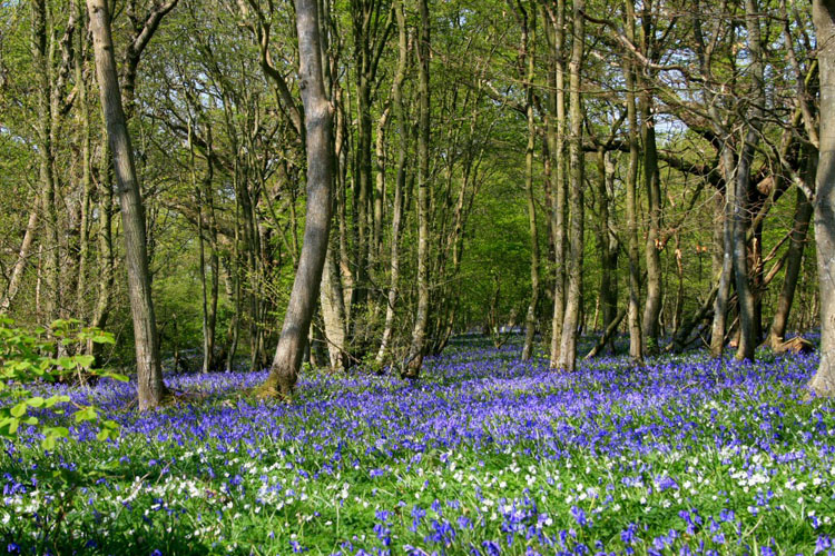 Carpet of blue 1