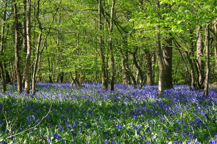 Carpet of blue