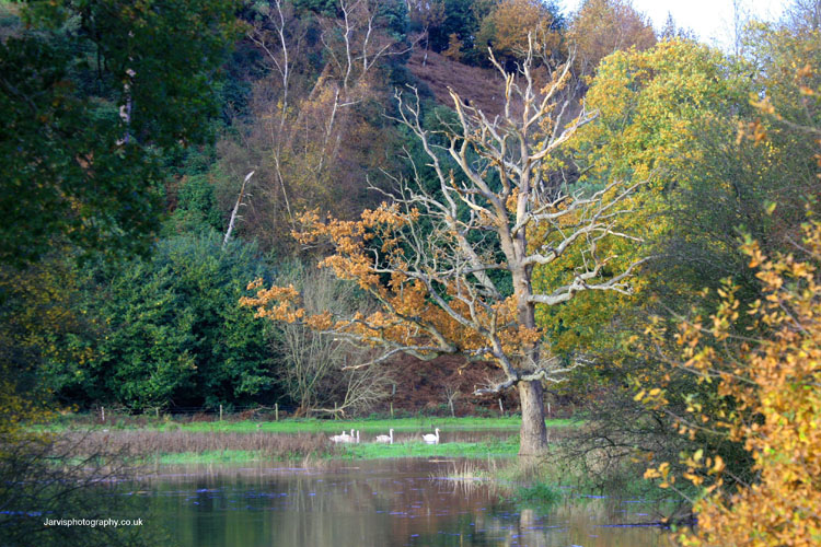 Old Tree