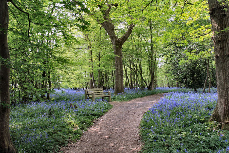 bluebell2