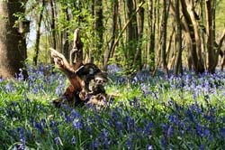 Bluebell Statue