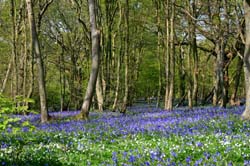 Carpet of blue 1