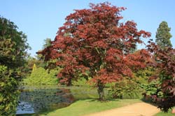 Sheffield_Pk_1