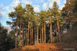 Tall Trees