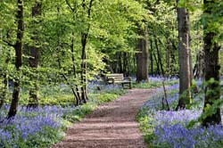 Walk in the Woods