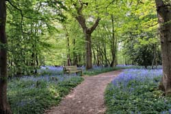 bluebell2