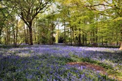 bluebell3