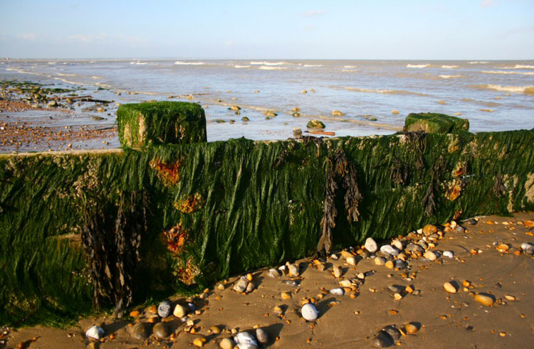 Low Tide