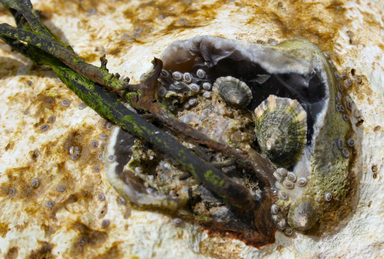 Rock_Colony