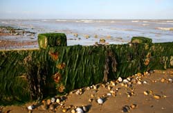 Low Tide