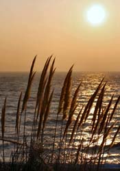 Morning At Sea