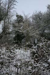 Winter Scrub