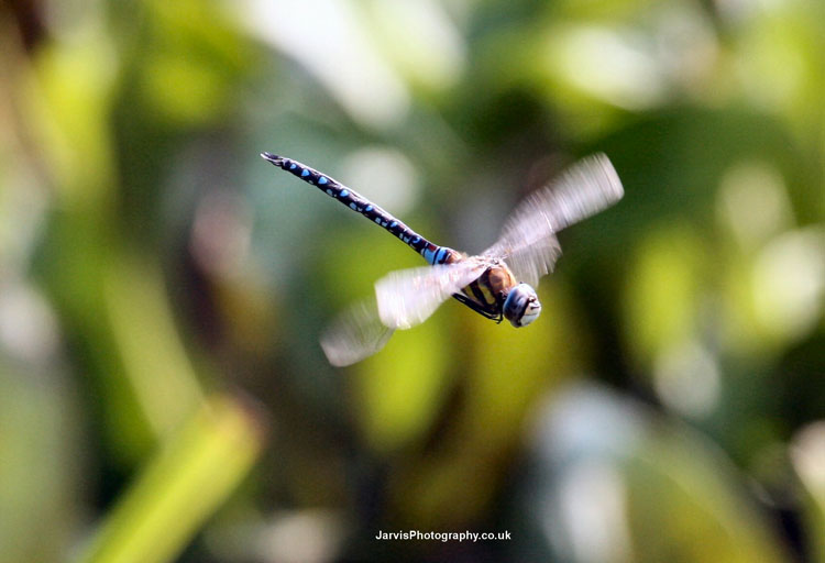 Damslefly
