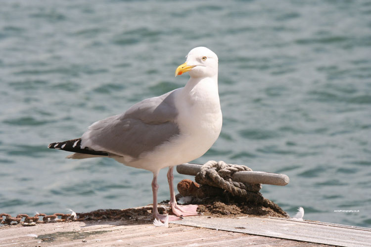 Gull
