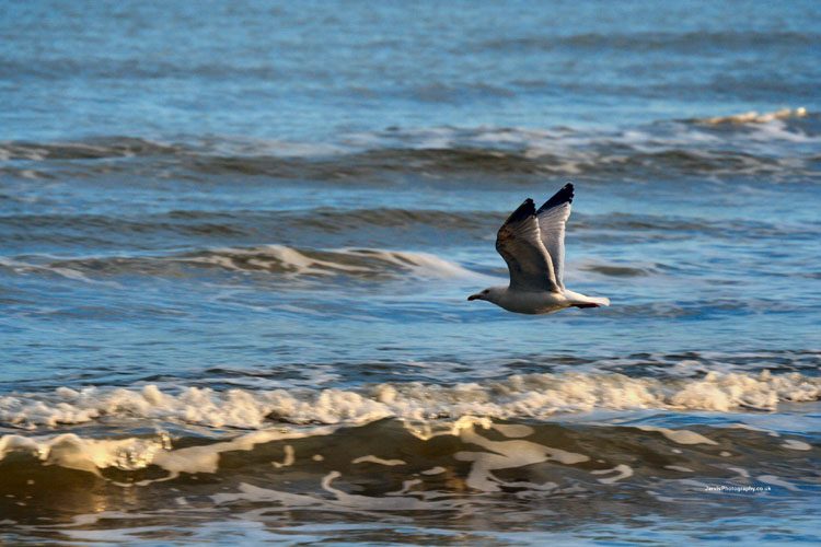 Gull_Flight