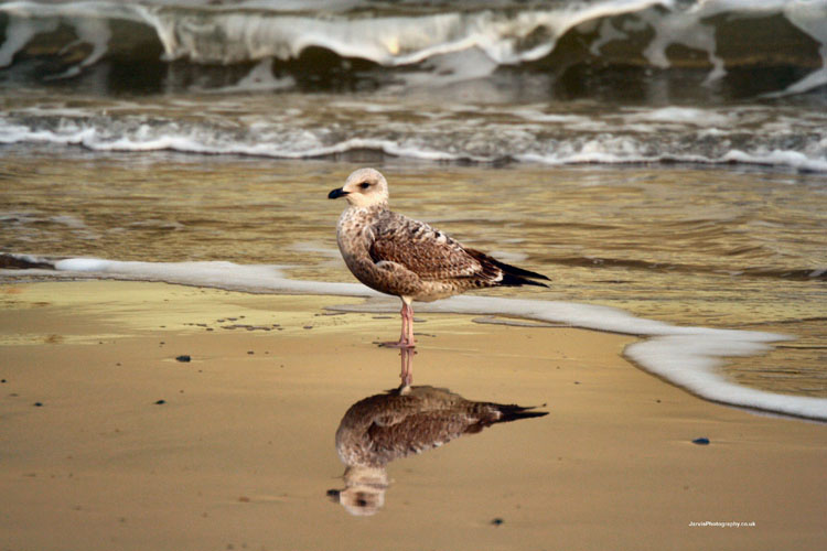 Gull_reflection