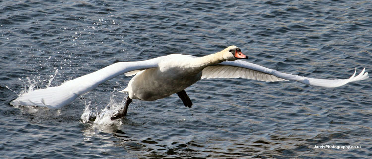 MuteSwan