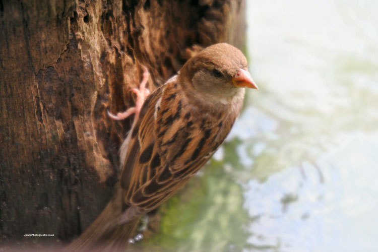 Sparrow