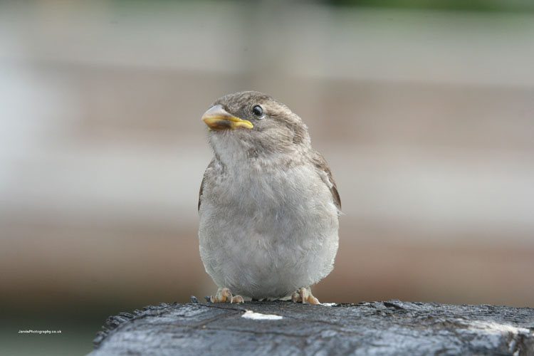 Sparrow_2