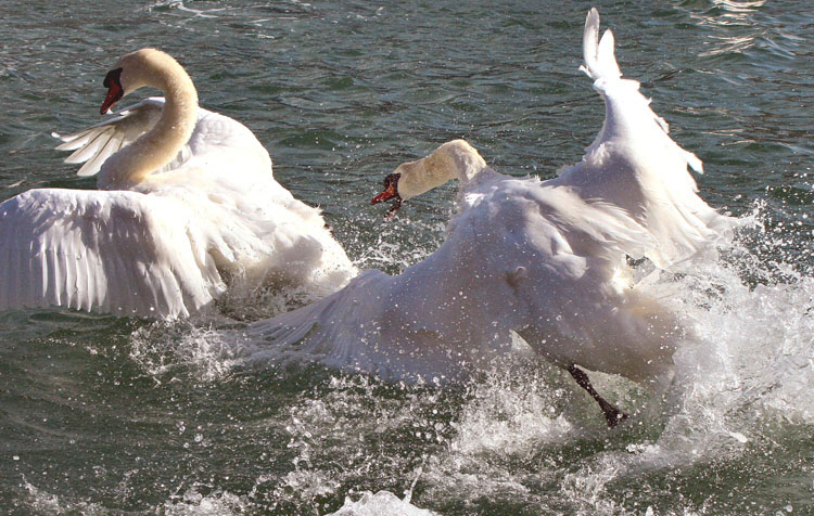 Swan attack