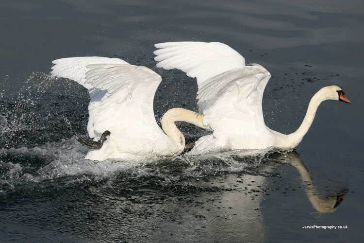 SwanPair