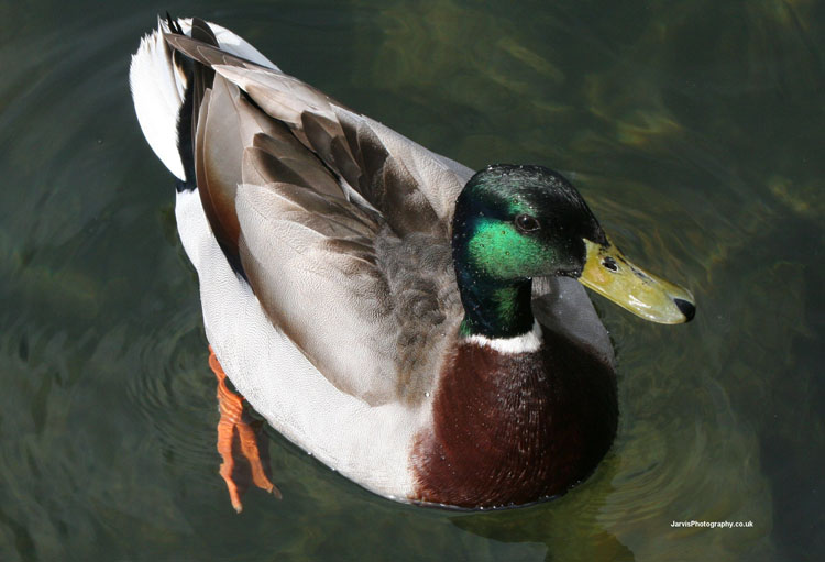 duck1