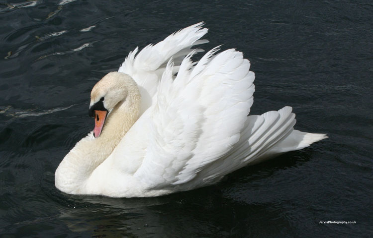 swan