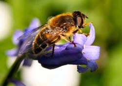 Bluebell Bee