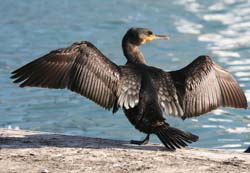 Cormorant_1