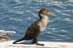 Cormorant_2