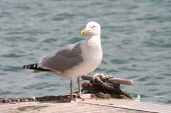 Gull