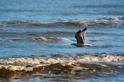 Gull_Flight