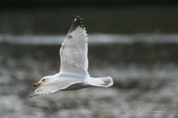 Gull_Flight2