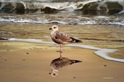 Gull_reflection