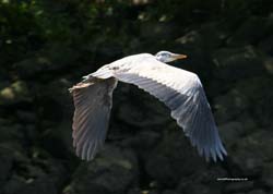 IMG_0413