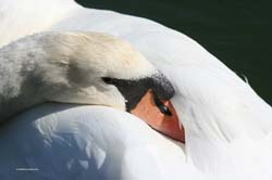 Sleeping_Swan