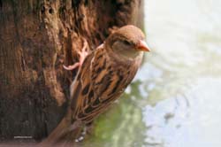 Sparrow