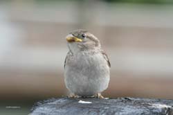 Sparrow_2