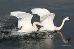 SwanPair