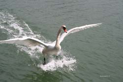 Swan_land