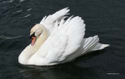 swan