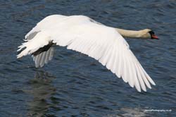 swan1