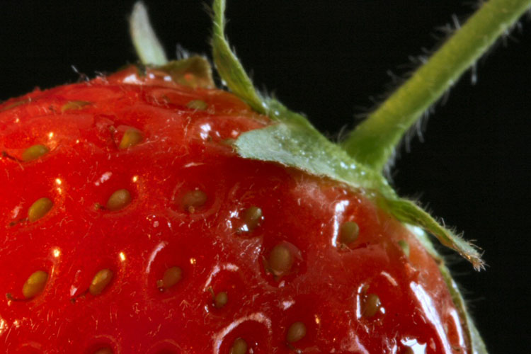 Strawberry3