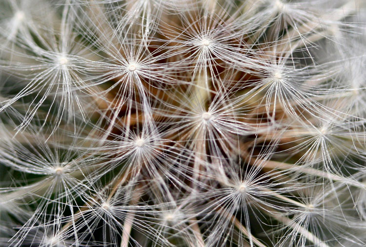 dandilion