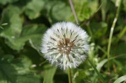 Dandelion