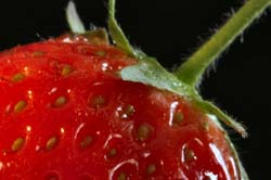 Strawberry3